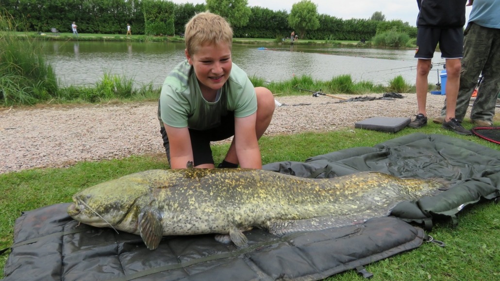 Meerval Meerval 201806 - Visvijver